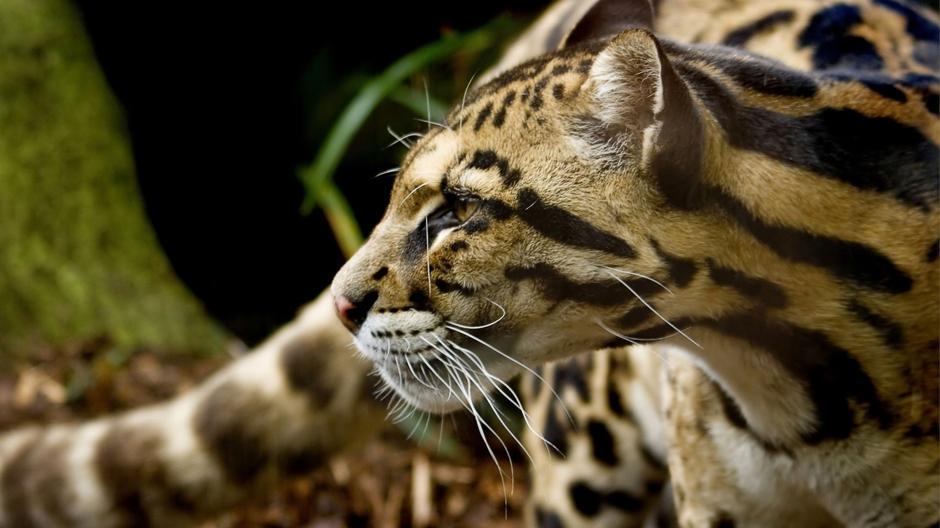 Ocelot Kat Hd - HD Wallpaper 