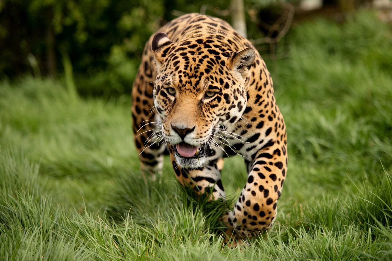 Jaguar Running Hd Wallpaper - Jaguar Running - HD Wallpaper 