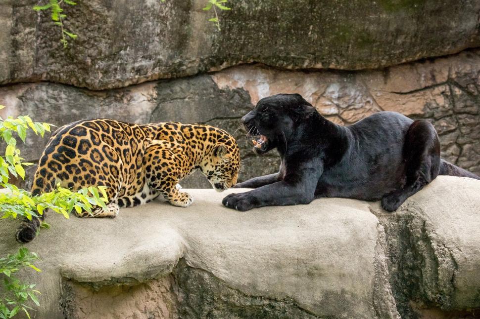 Jaguars In Zoo Wallpaper,teeth Hd Wallpaper,panther - Черный Ягуар И Пантера - HD Wallpaper 