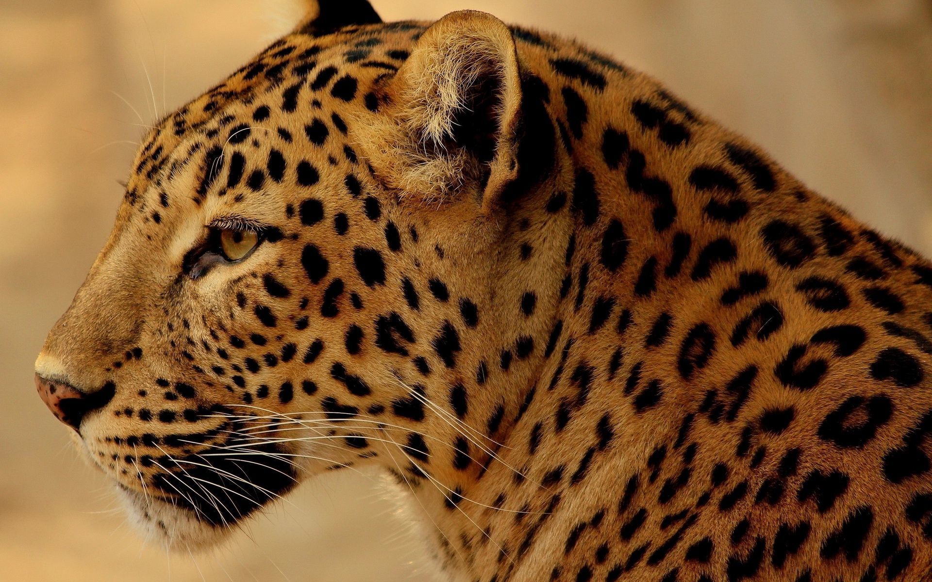 African Leopard - HD Wallpaper 