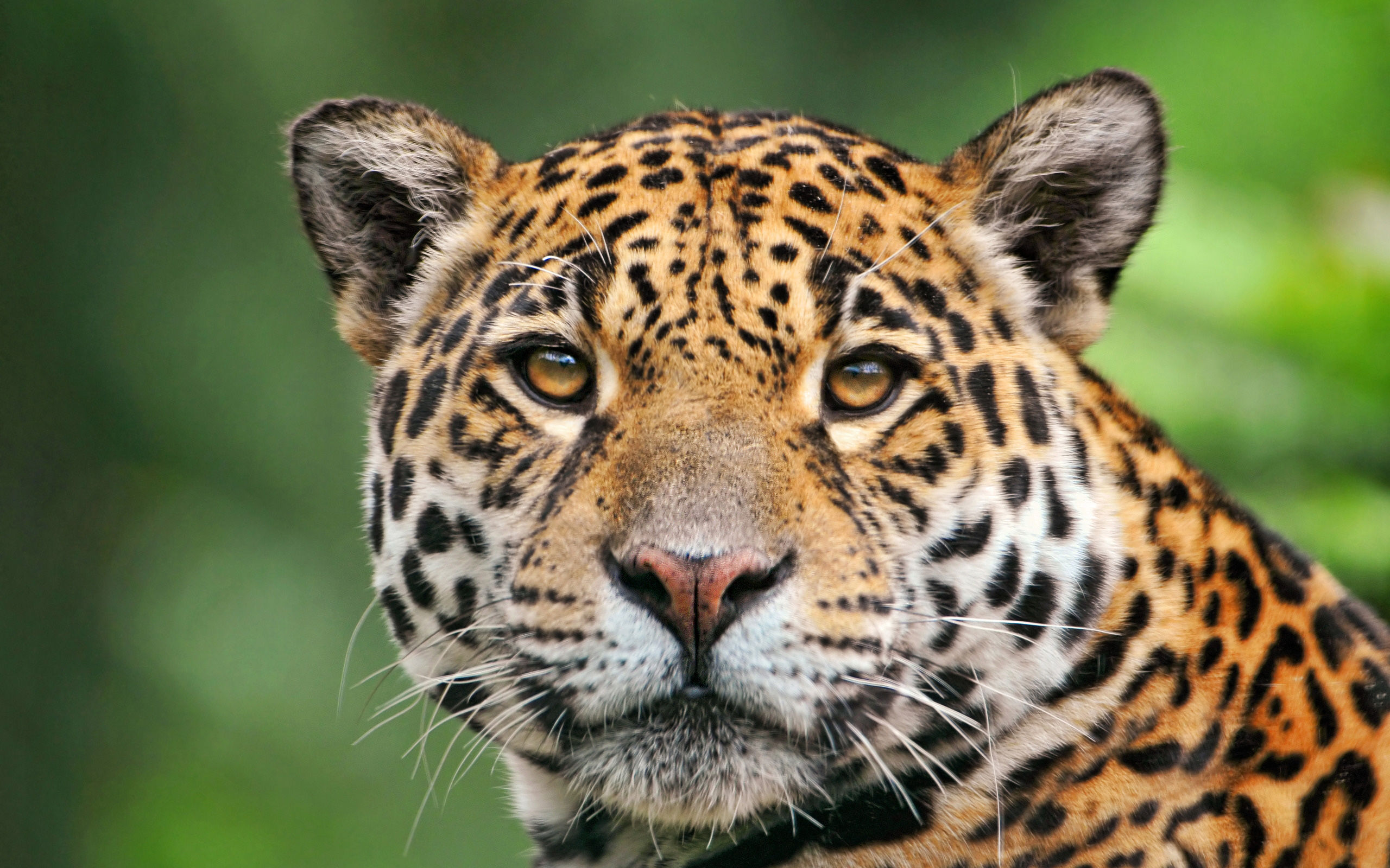 Jaguar Animal Hd Wallpapers - Good Quality Pictures Of Animals - HD Wallpaper 