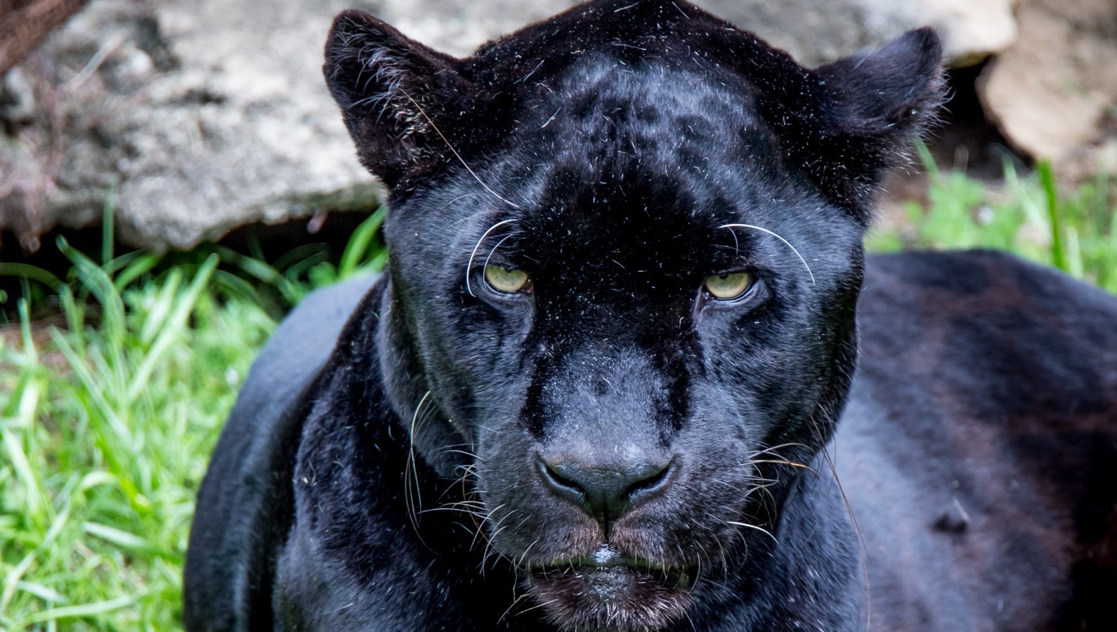Black Jaguar, Predator, Close-up - Jaguar - HD Wallpaper 
