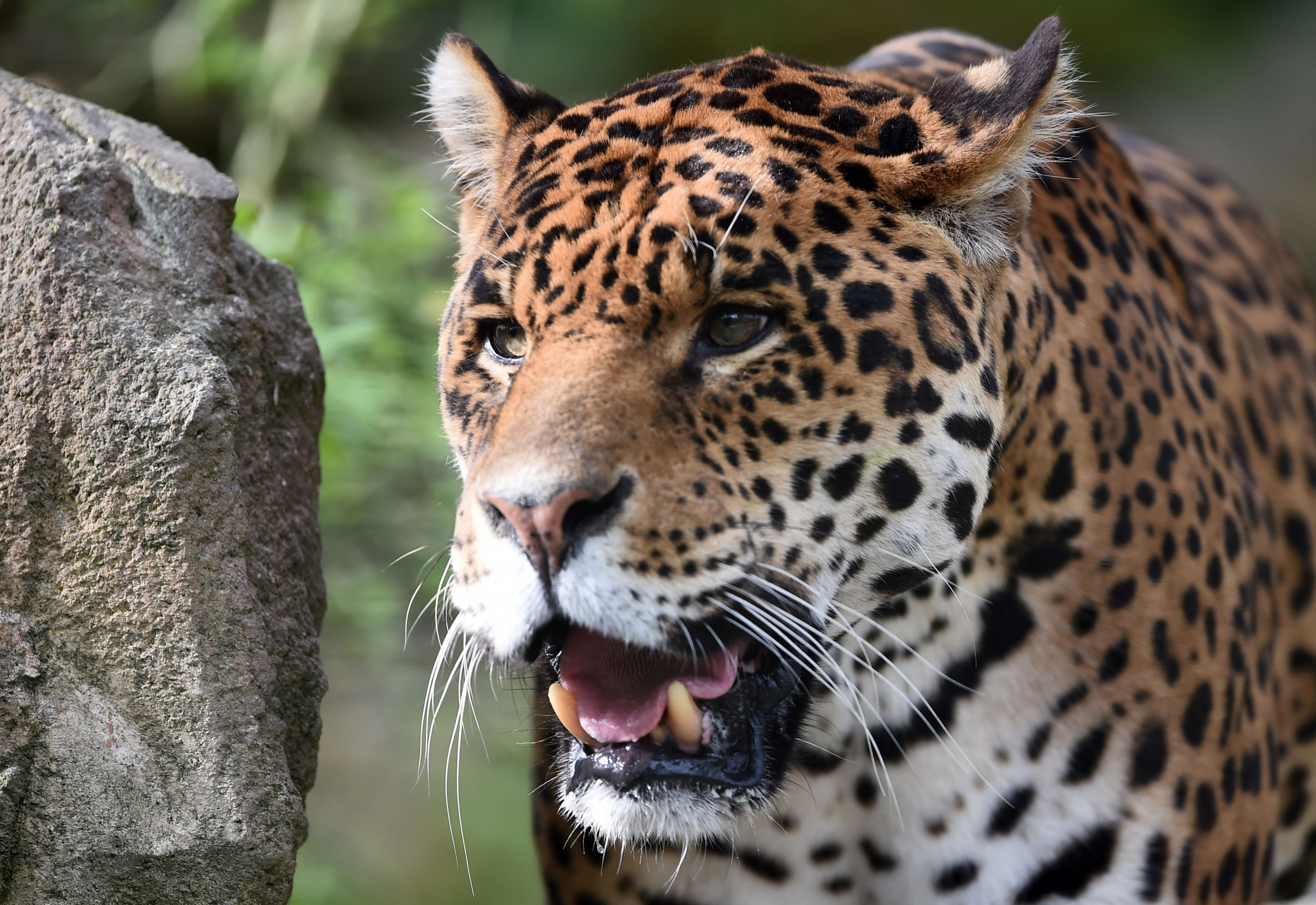 Jaguar In Zoo - Jaguar Animal - HD Wallpaper 