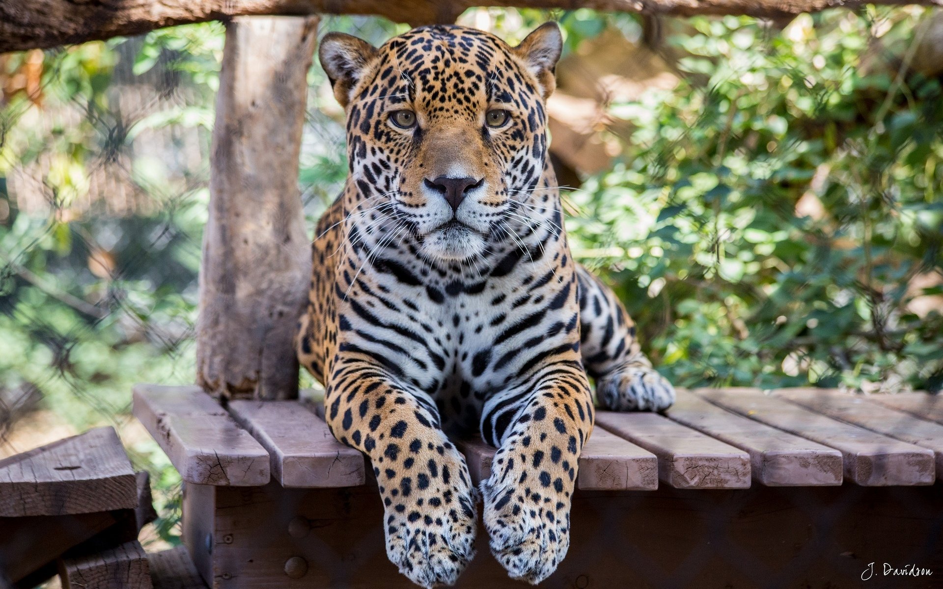 Wallpaper - HD Wallpaper 