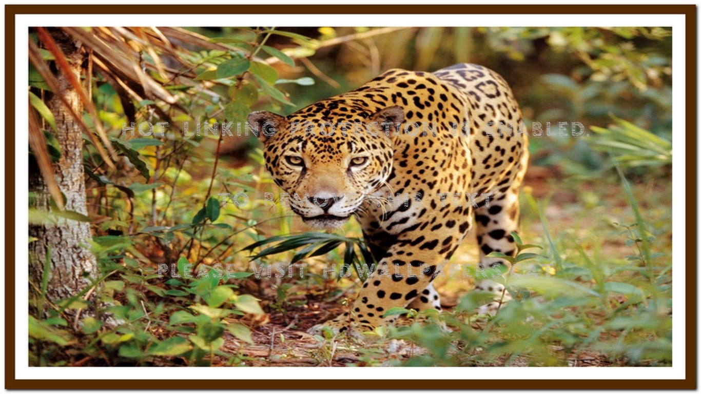 Jaguar Cat Stalking Jungle Animals - African Leopard - HD Wallpaper 