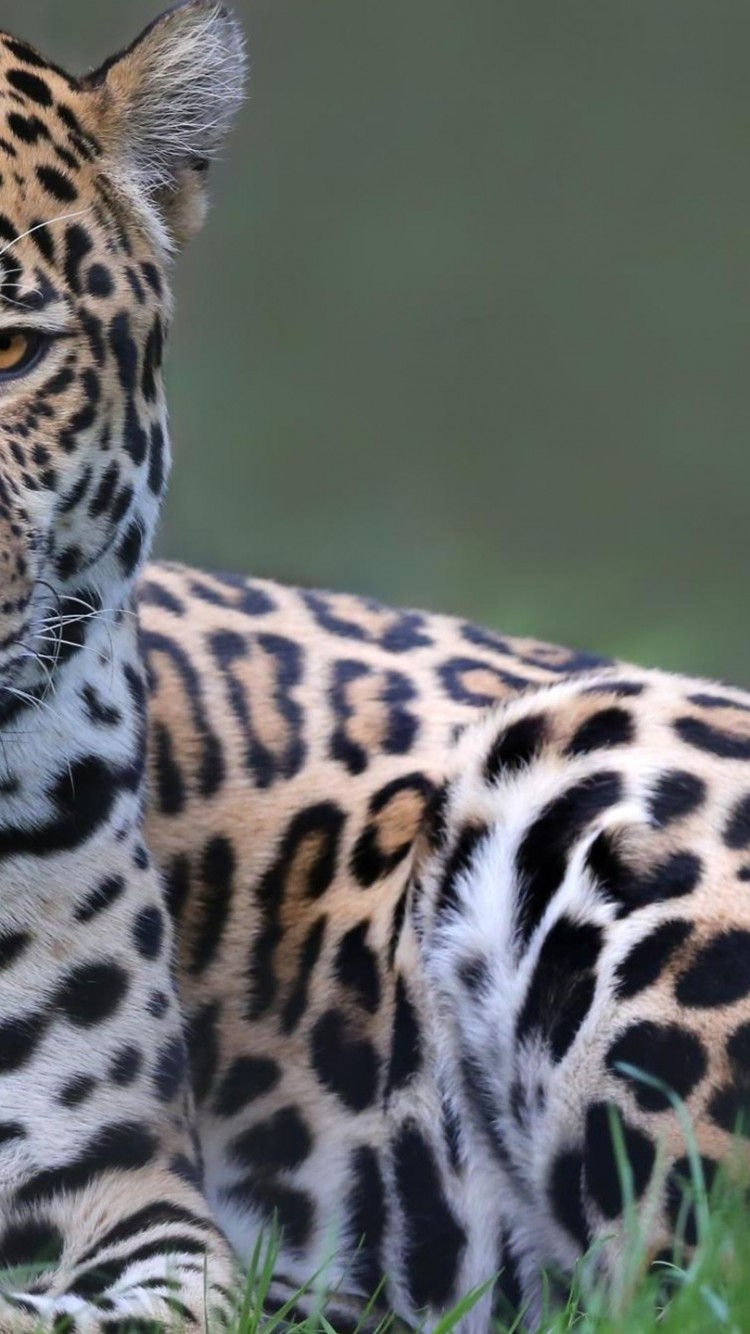 Spotted Jaguar - HD Wallpaper 