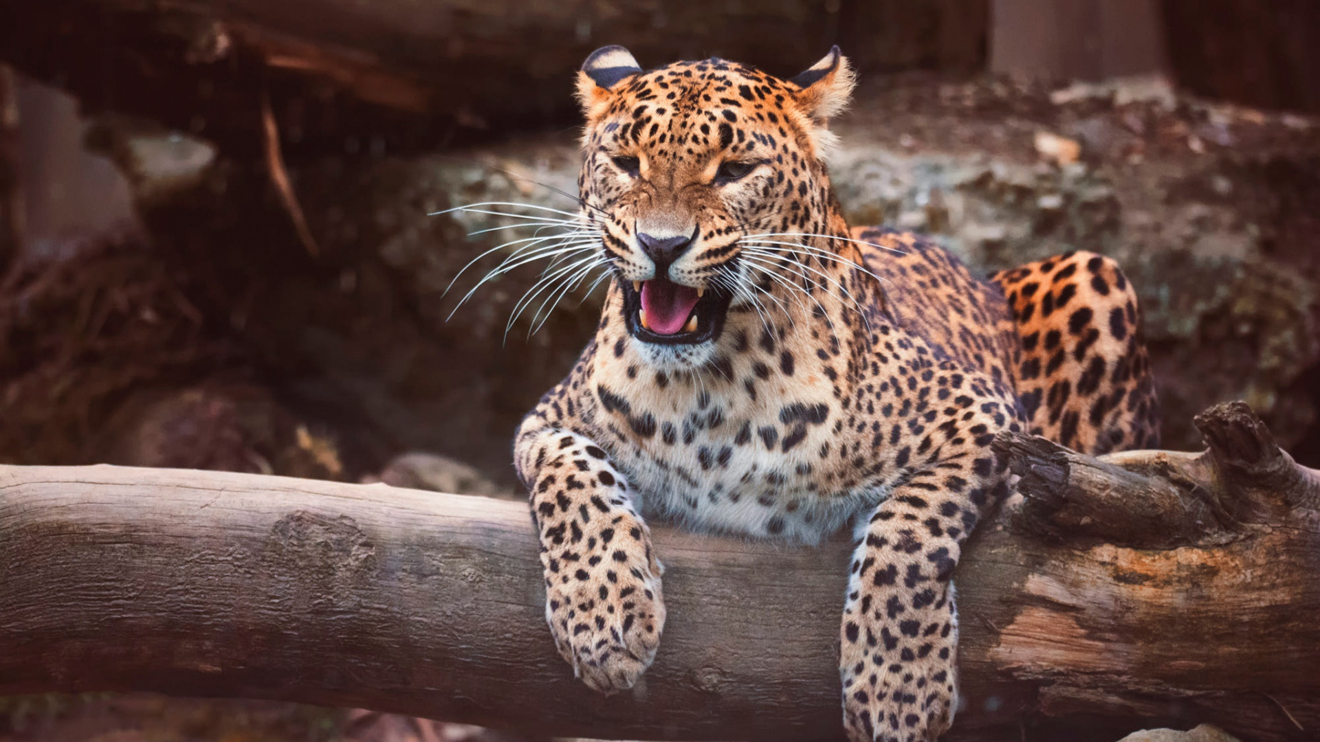 Leopard - HD Wallpaper 