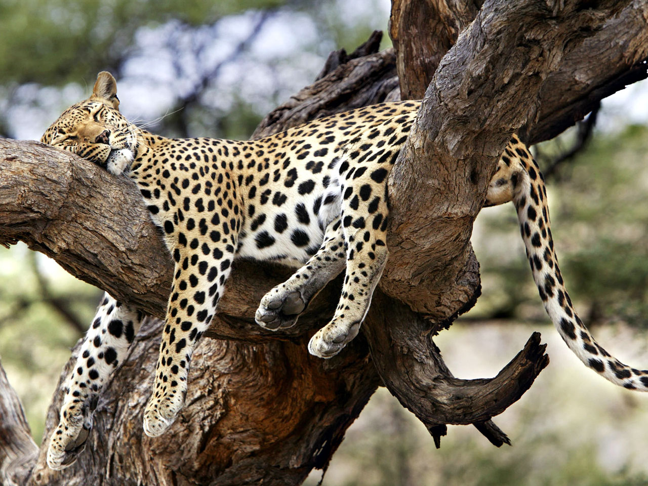 Jaguar Animal Hd Wallpapers - 1280x960 Wallpaper Jaguar Animal Hd Wallpapers - 1280x960 Wallpaper
