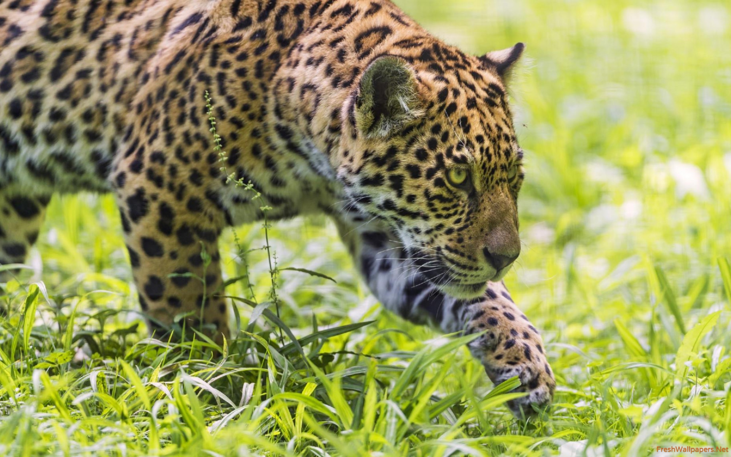 Jaguar - HD Wallpaper 