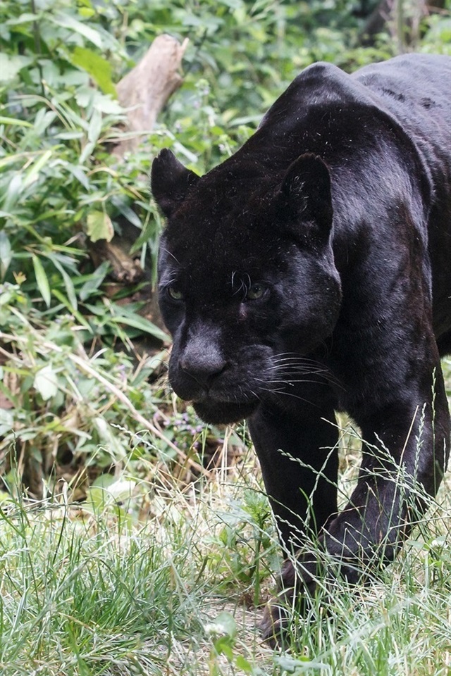 Jaguar - HD Wallpaper 