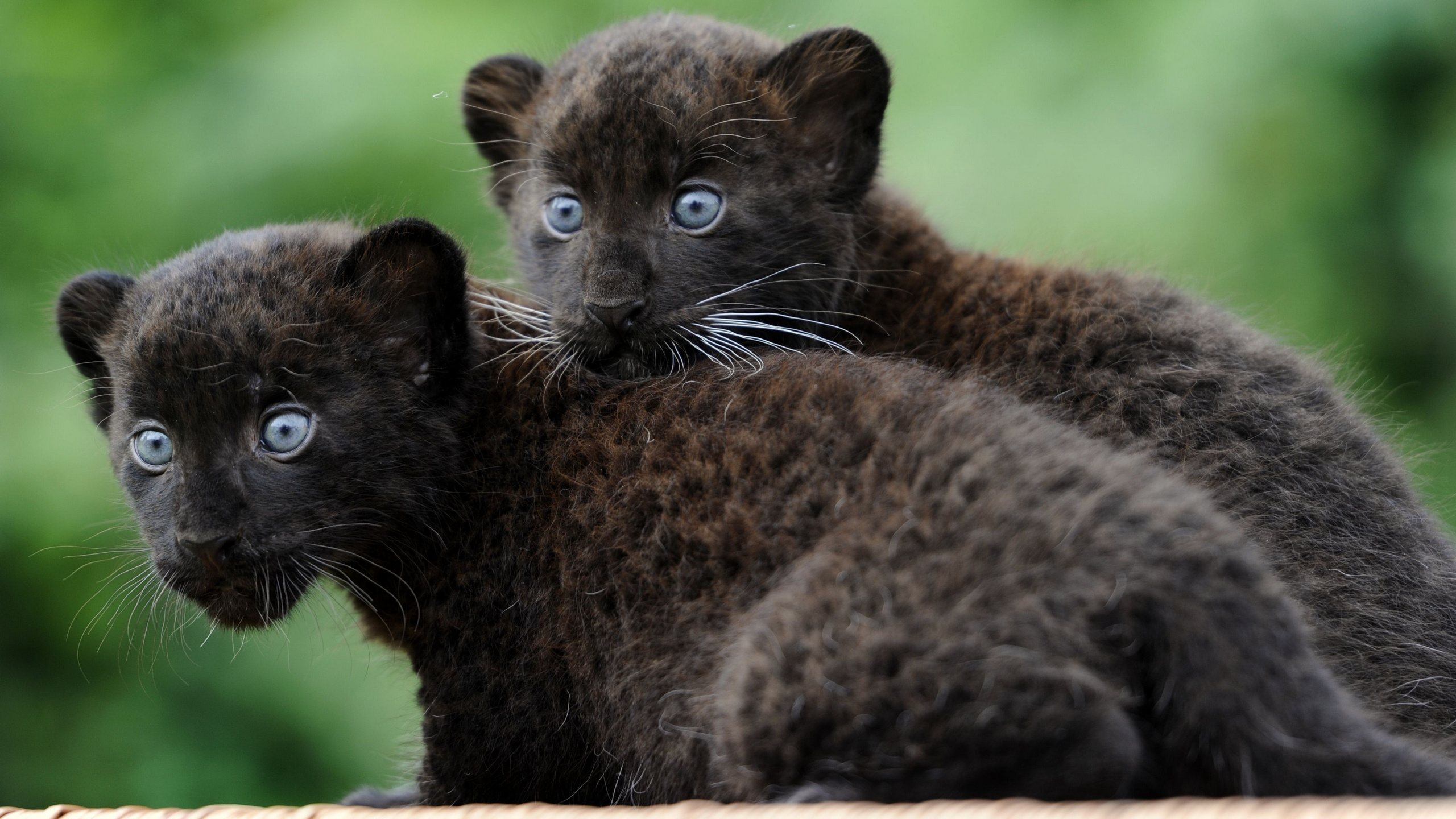 Group Of Black Panthers Animal - HD Wallpaper 