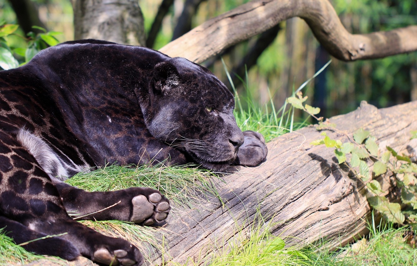 Photo Wallpaper Face, Stay, Predator, Paws, Panther, - Black Jaguar In Tree - HD Wallpaper 