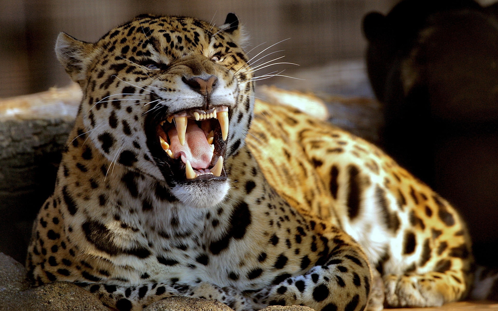 Ferocious Leopard - HD Wallpaper 