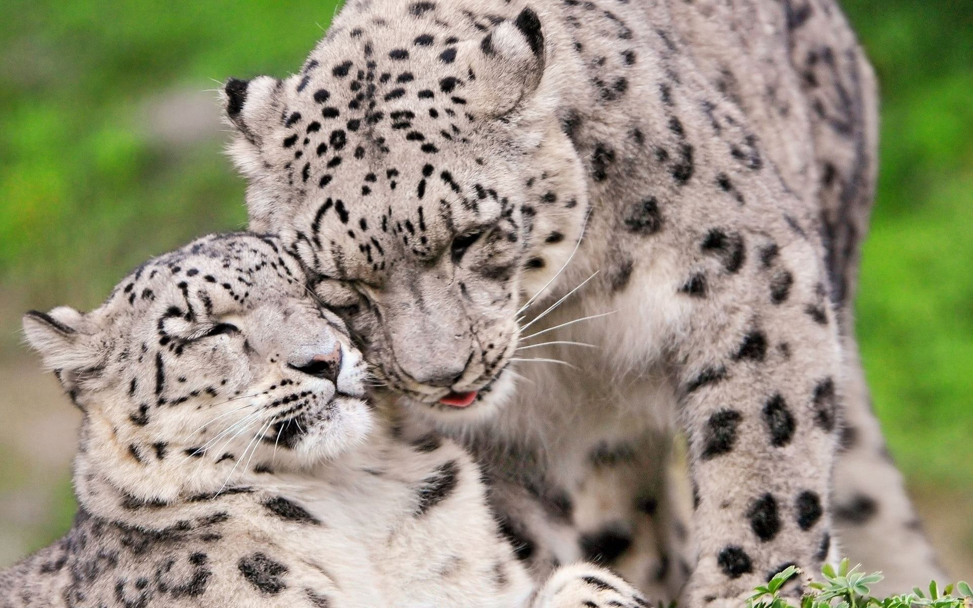 Snow Leopard - HD Wallpaper 