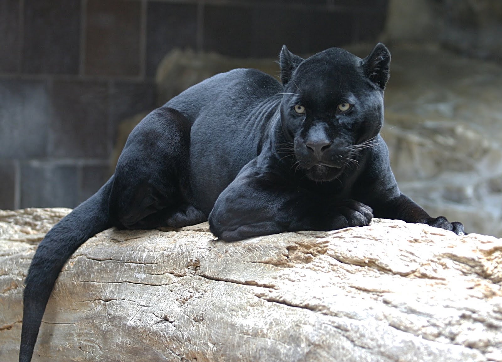 Cat Black Jaguar - HD Wallpaper 