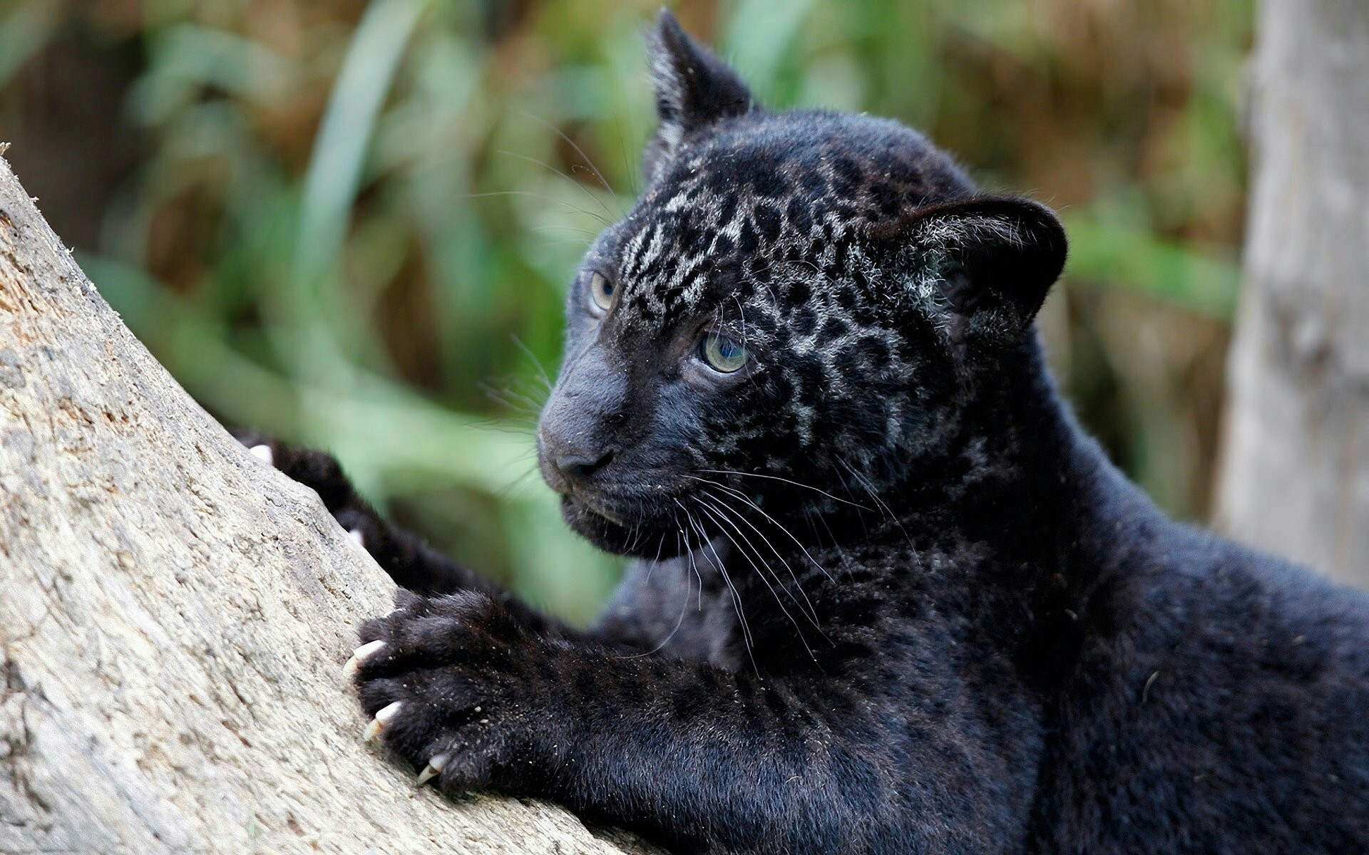 Charming Black Baby Leopard - Baby Black Jaguar Animal - HD Wallpaper 