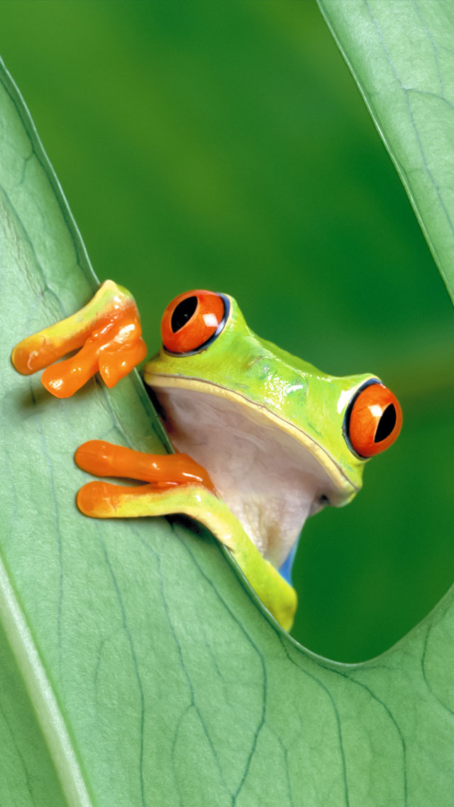 Red Eyed Tree Frog Iphone - HD Wallpaper 