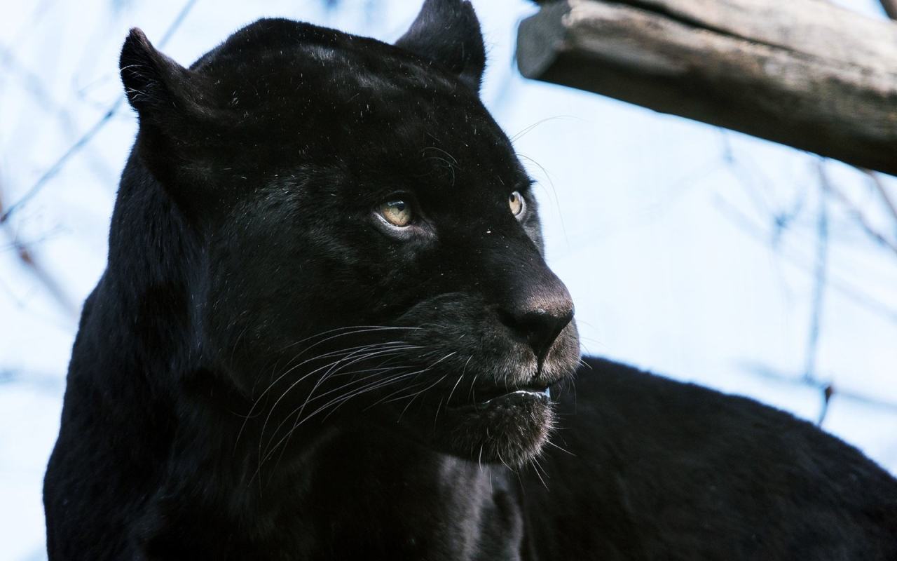 Desktop Backgrounds Black Jaguar Wallpaper Free Image, - Black Cat - HD Wallpaper 