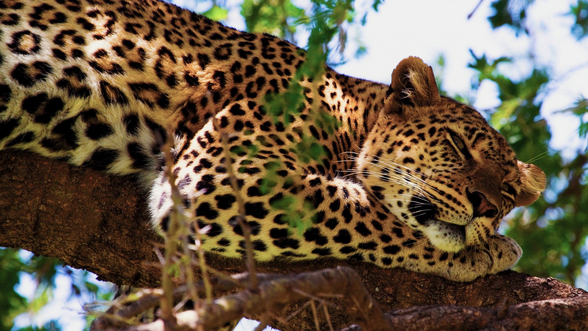 Hd Wallpapers 1080p Animals Jaguar - HD Wallpaper 