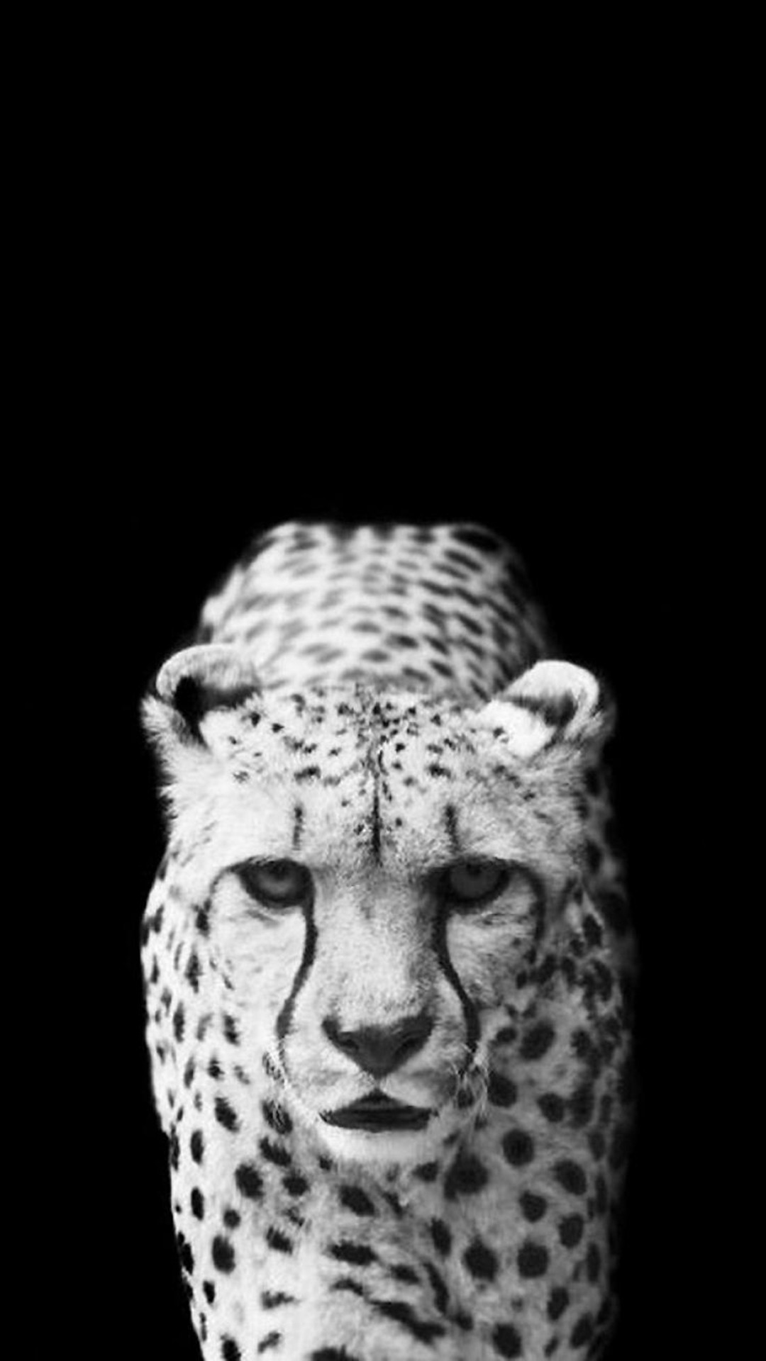 Cool Leopard Dark Animal Wallpaper Iphone 8 Wallpaper - Leopard Wallpaper Hd Iphone - HD Wallpaper 