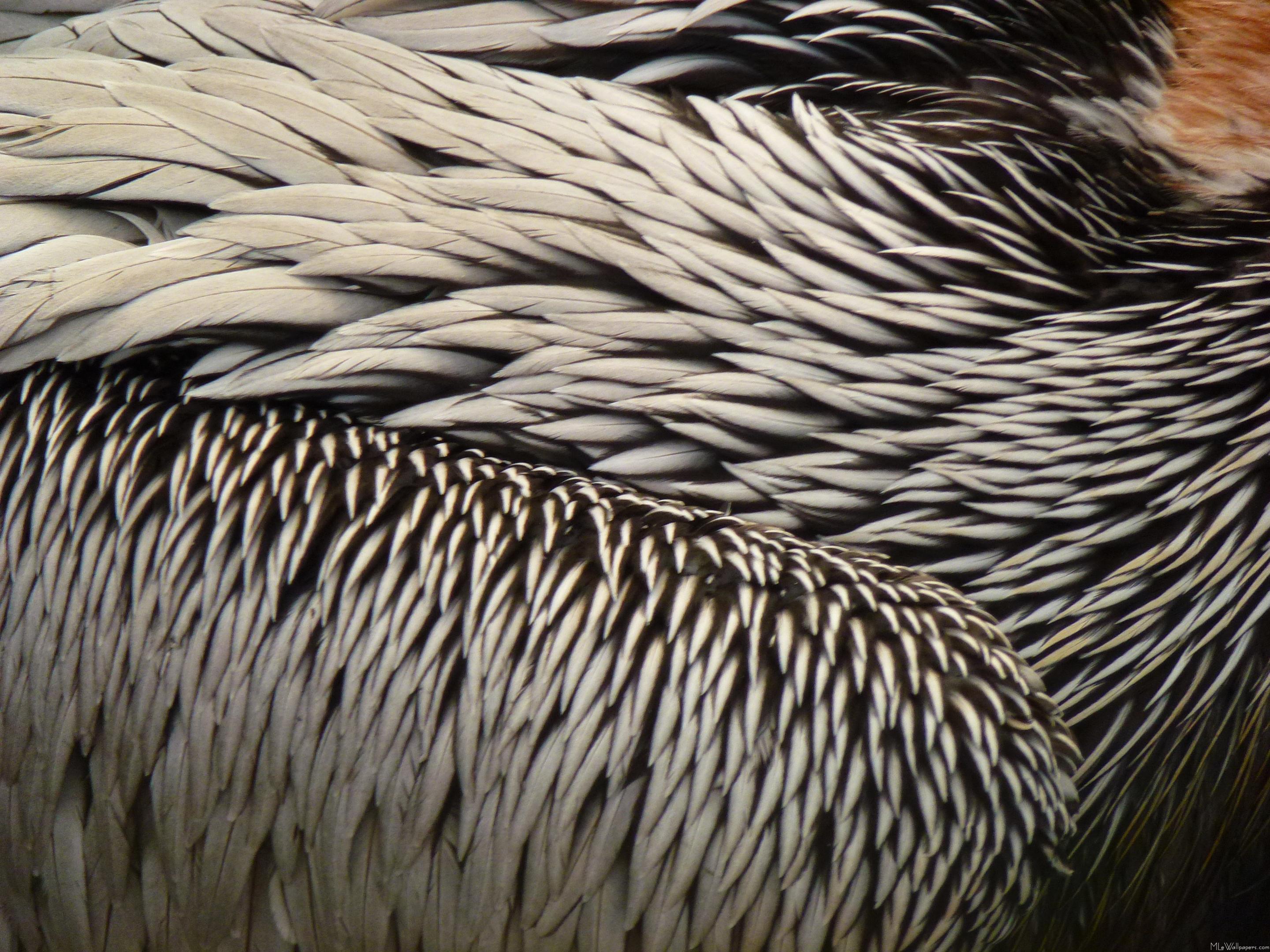 Pelican Feathers - Close Up Birds Feathers - HD Wallpaper 