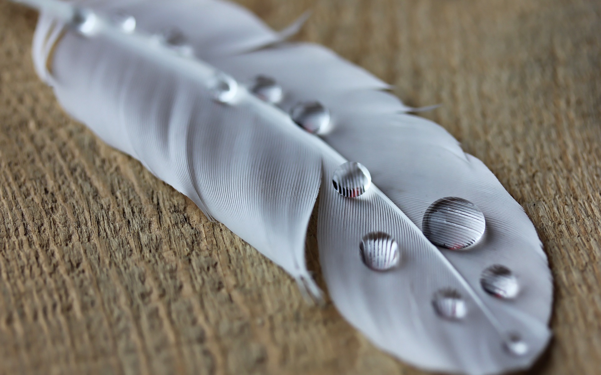 Wallpaper Feather Macro Photography, Water Drops - Feathers Macro Wallpaper Hd - HD Wallpaper 