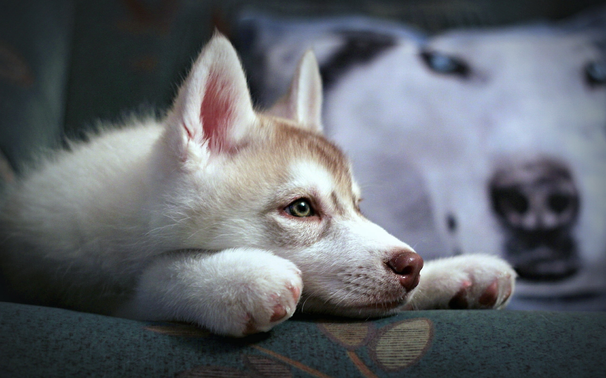 Siberian Husky Puppy Copper White - HD Wallpaper 
