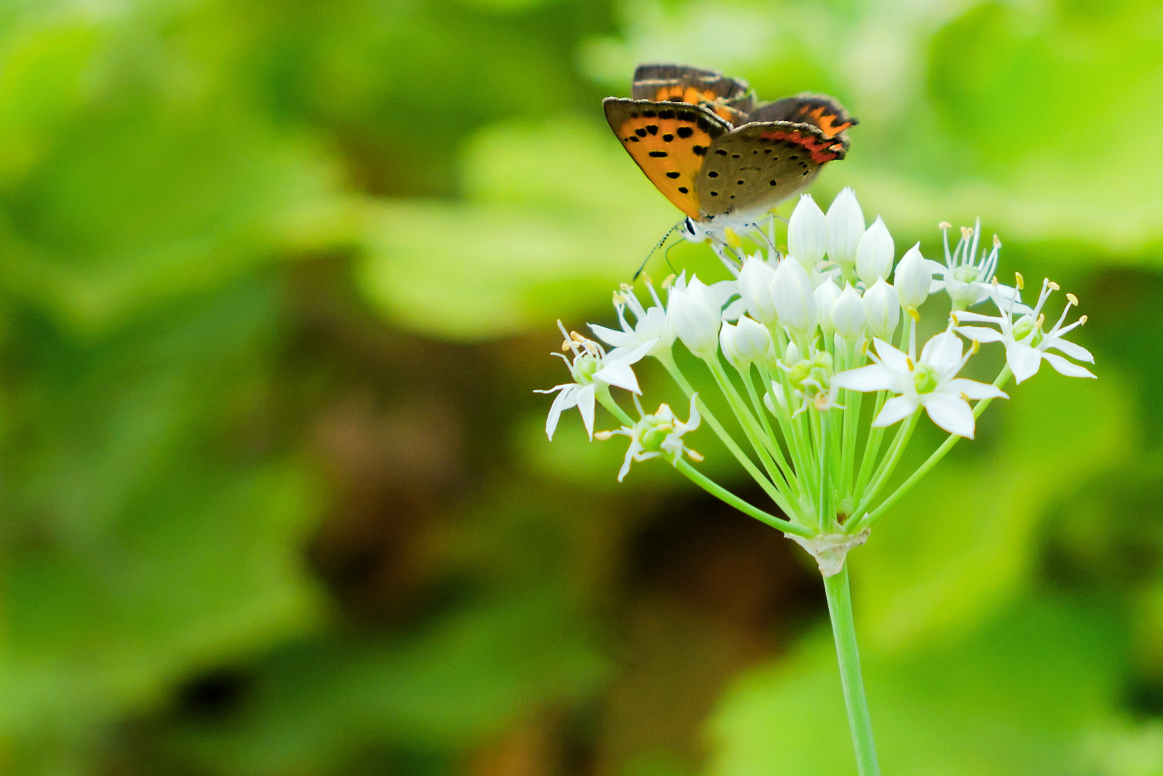 Small Butterfly Hd - HD Wallpaper 