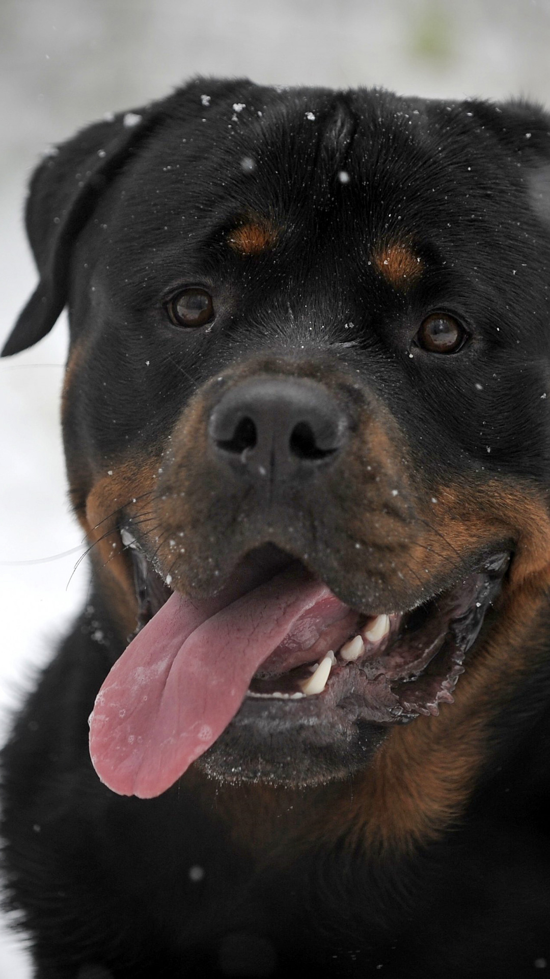Rottweiler Dog Wallpaper - HD Wallpaper 
