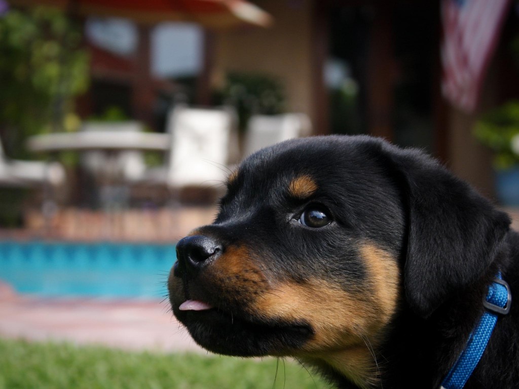 Small Rottweiler Dog Cute - HD Wallpaper 