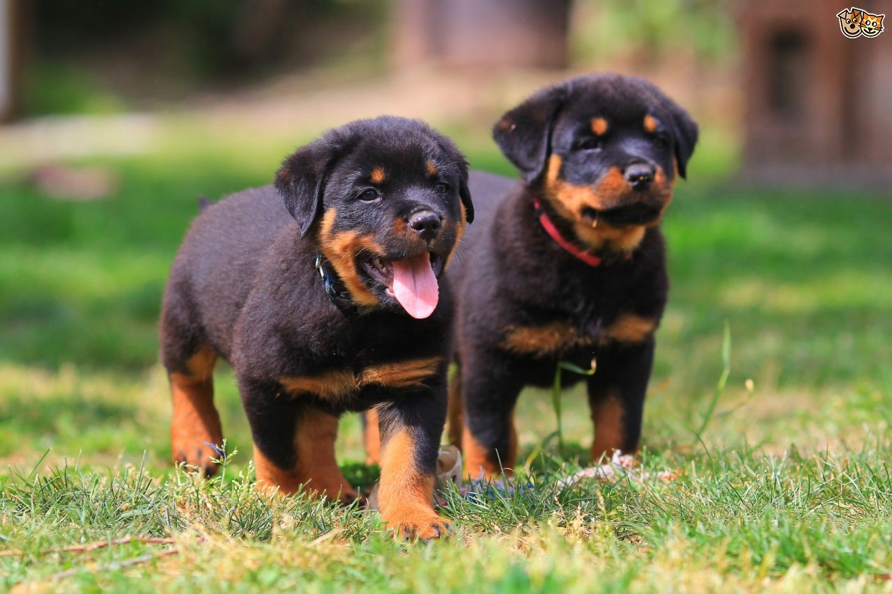 Rottweiler Puppy Hd Wallpapers - Rottweiler Puppies - HD Wallpaper 