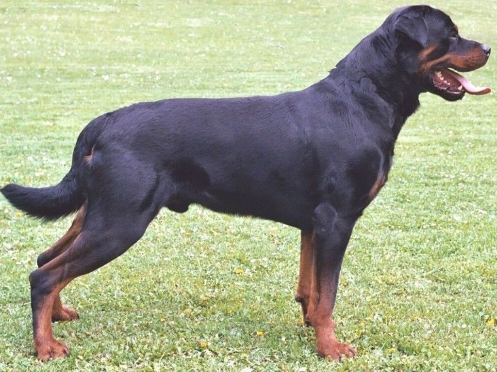 Beautiful Rottweiler - Rottweilers Born With Tails - HD Wallpaper 