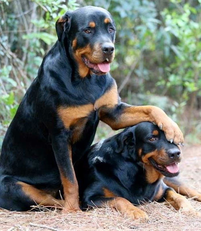 Rottweiler Dog Breed Animal Pics - Rottweiler Dog Photos Download - HD Wallpaper 