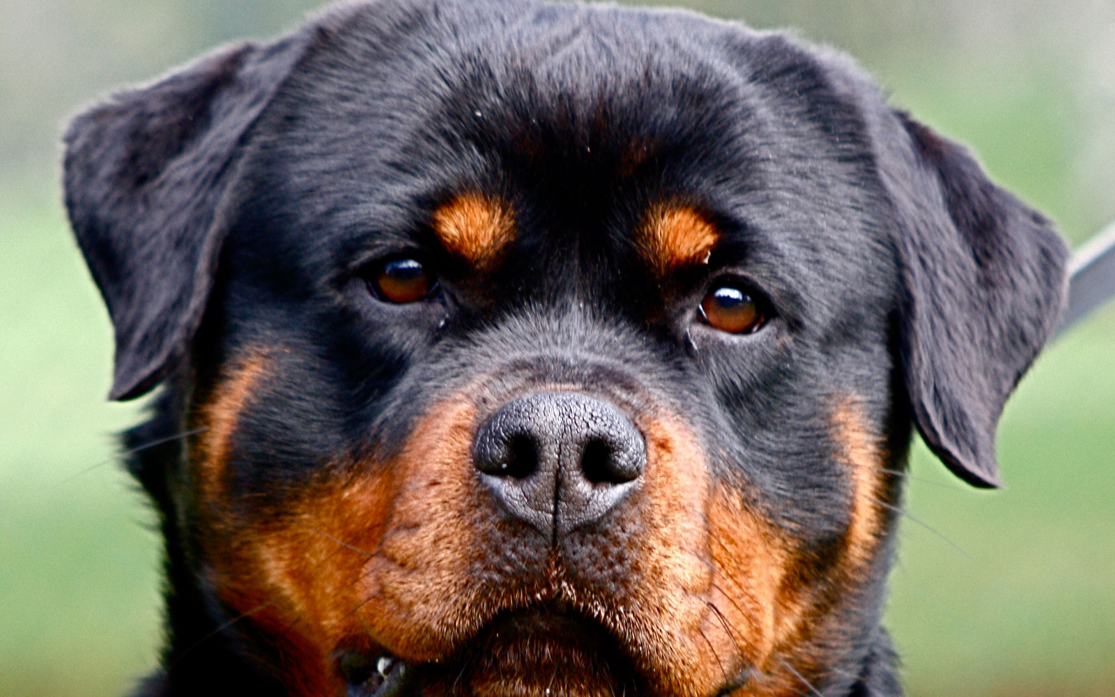 Rottweiler Wallpaper Picture - Rottweiler Face Hd - HD Wallpaper 