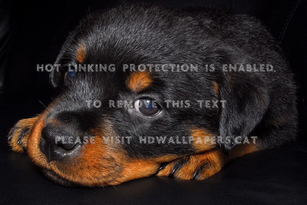 Baby Rot Black Little Puppy Cute Rottweiler - Dog - HD Wallpaper 