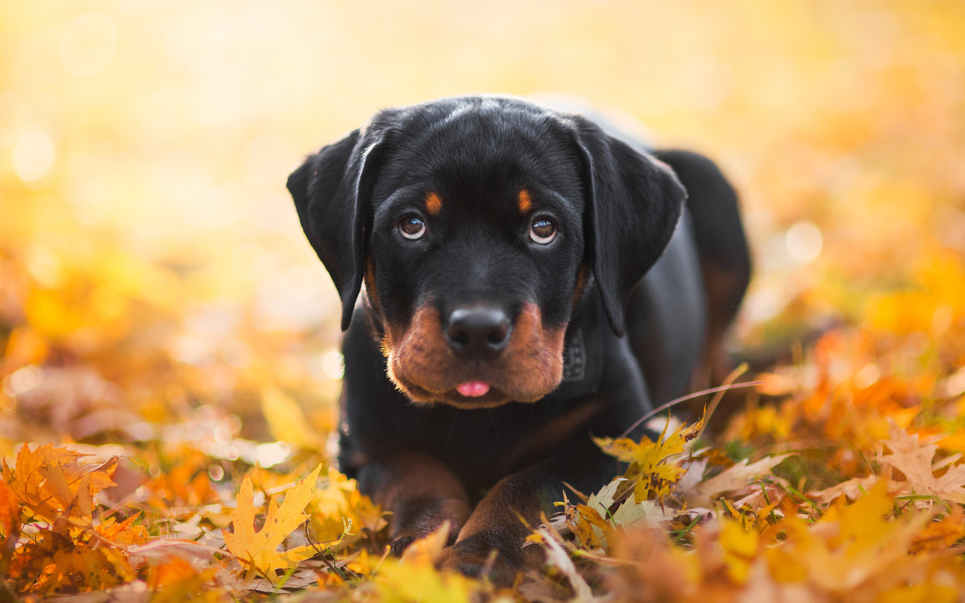Rottweiler Dog, Autumn, Puppy, Pets, Dogs, Cute Animals, - Rottweiler Dog Photo Download - HD Wallpaper 