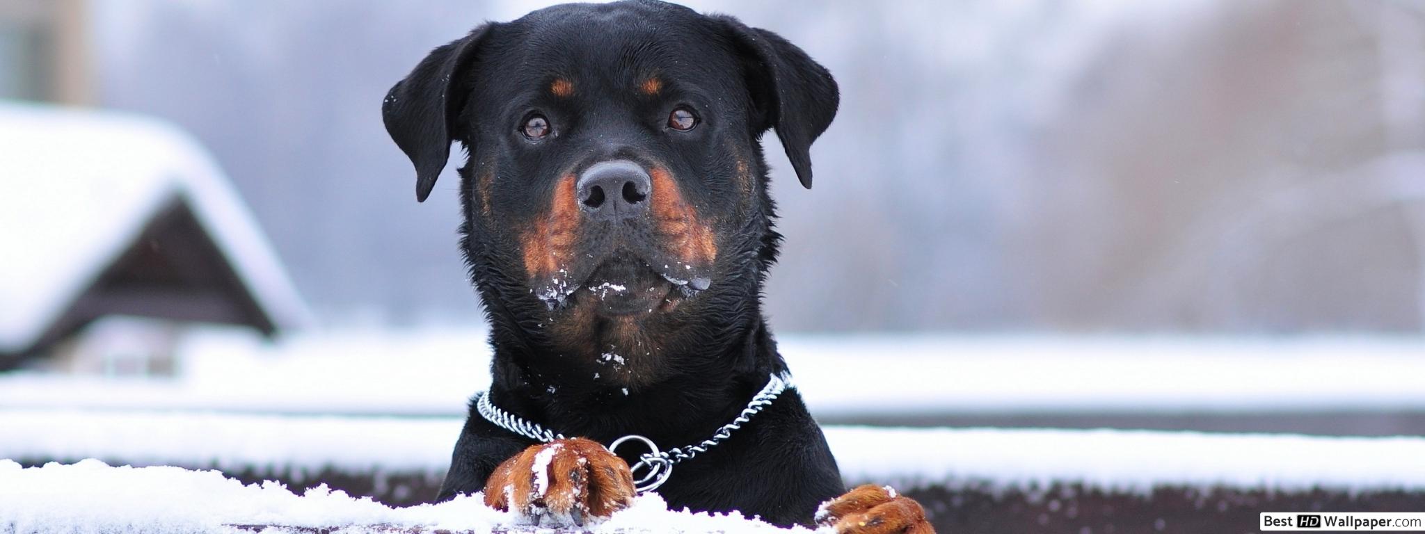 Rottweiler In Winter - HD Wallpaper 