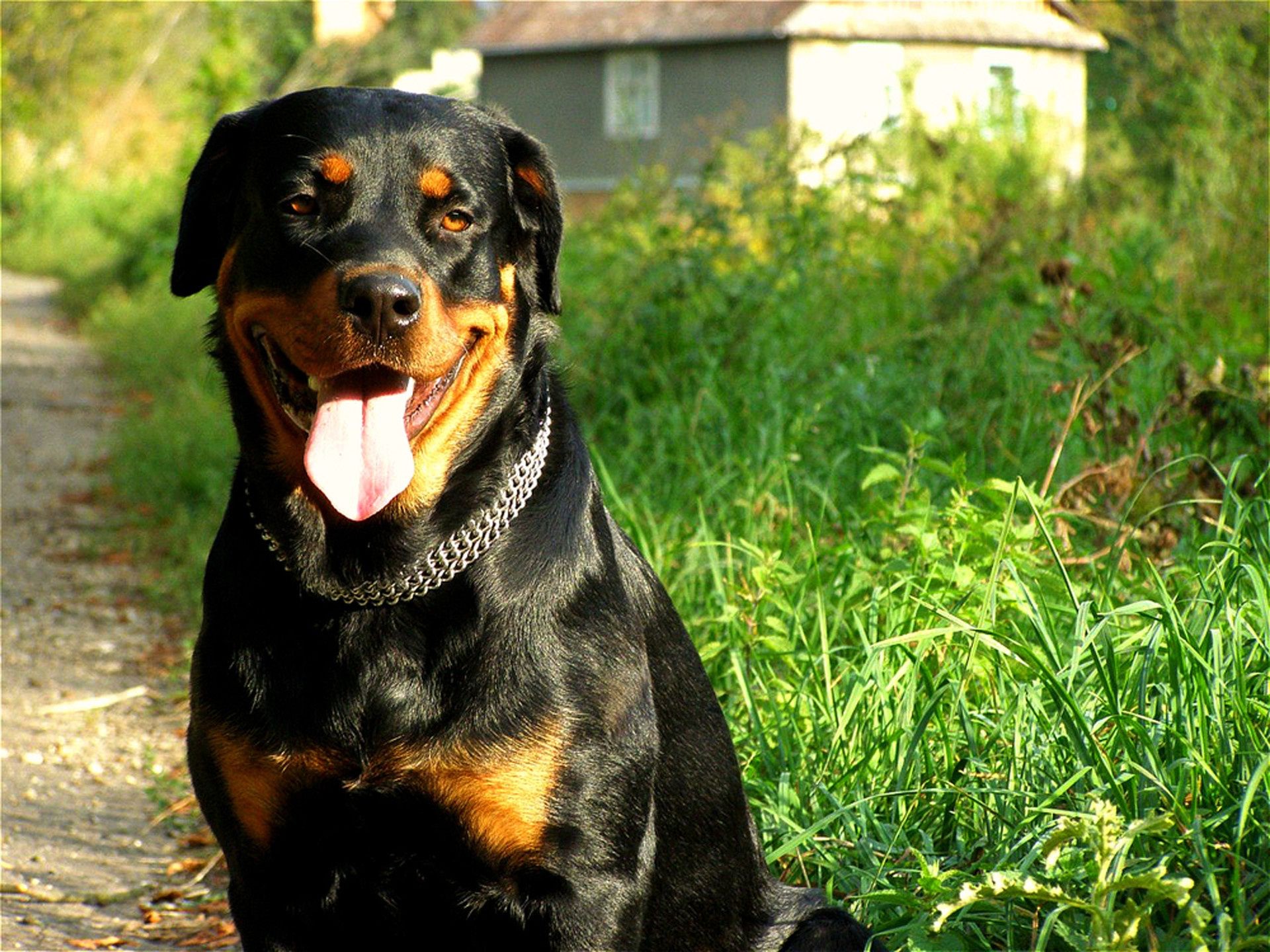 Dogs Dog Pet Mammal Cute Animal Portrait Canine Domestic - Computer Wallpaper Hd Rottweiler Dog - HD Wallpaper 