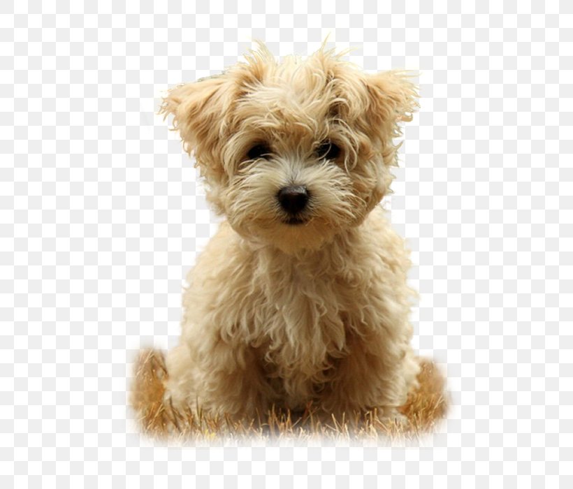 Puppy Rottweiler Desktop Wallpaper Beagle Cuteness, - Cute Wallpapers Teddy Bear Dogs - HD Wallpaper 