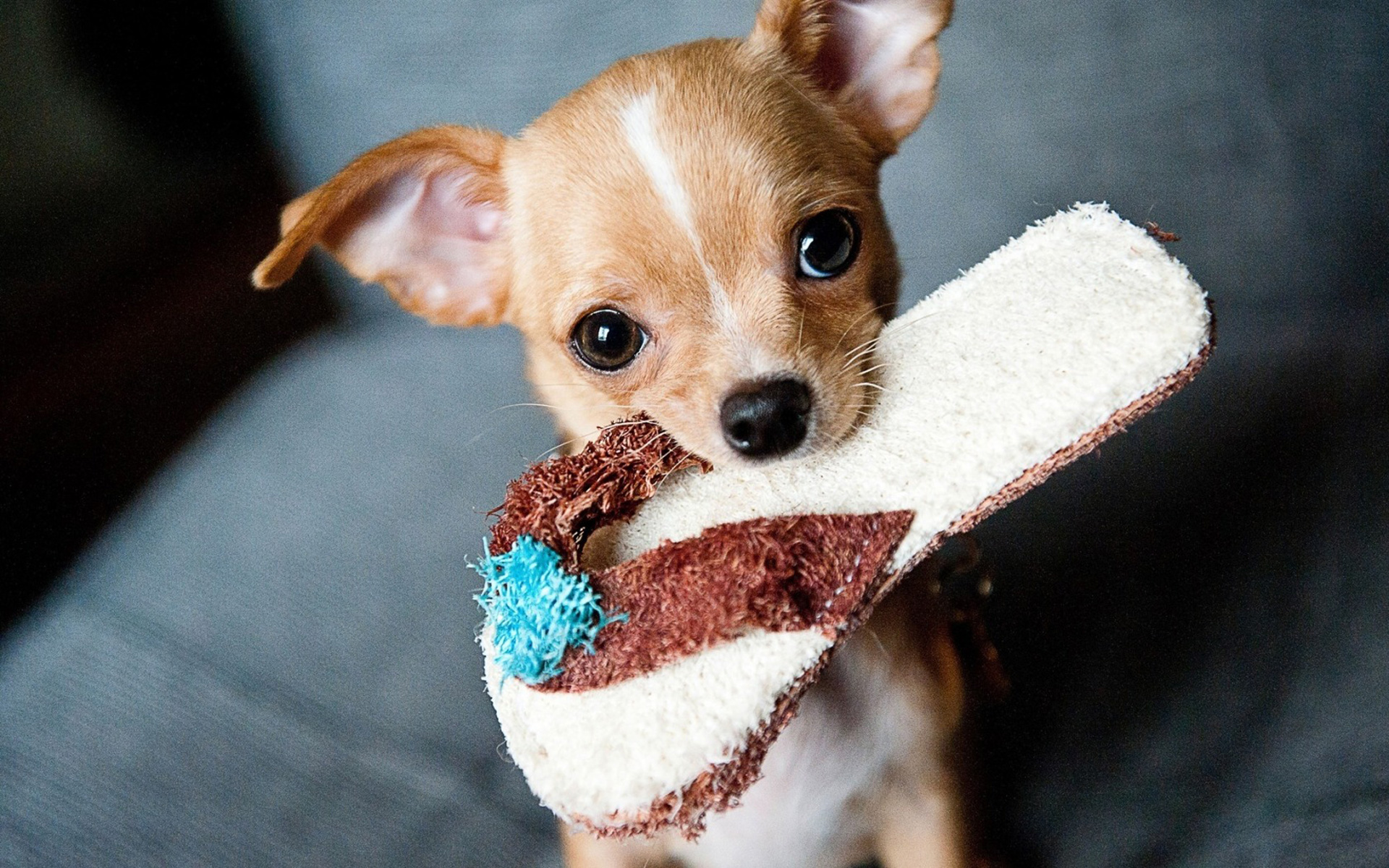 Dog Wallpaper Chihuahua Slipper Face Look 1920×1200 - Chihuahua Puppies - HD Wallpaper 