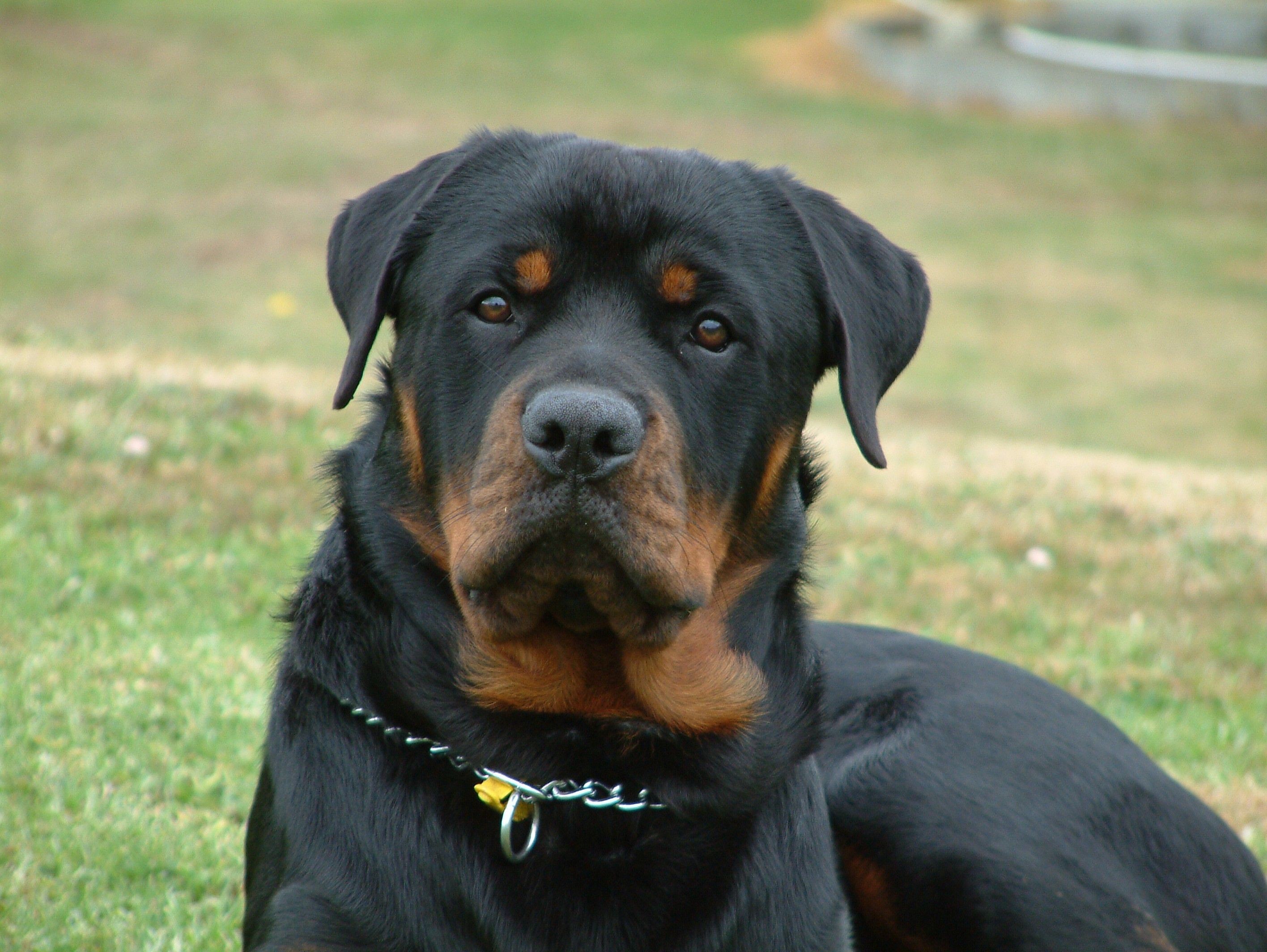2832x2128 Dogs Rotty Relaxing Rottweiler Wallpaper Rottweiler Hd Images Download 2832x2128 Wallpaper Teahub Io
