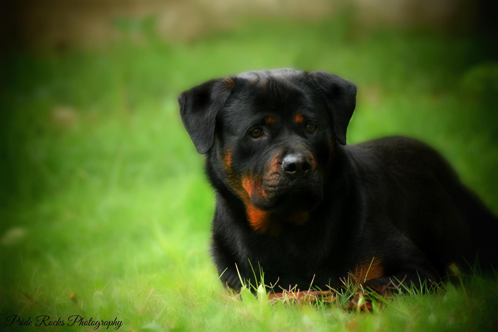 Rottweiler Wallpapers Hd - Rottweiler Cute Puppy - HD Wallpaper 