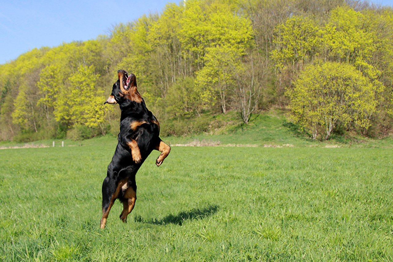 Rottweiler - HD Wallpaper 