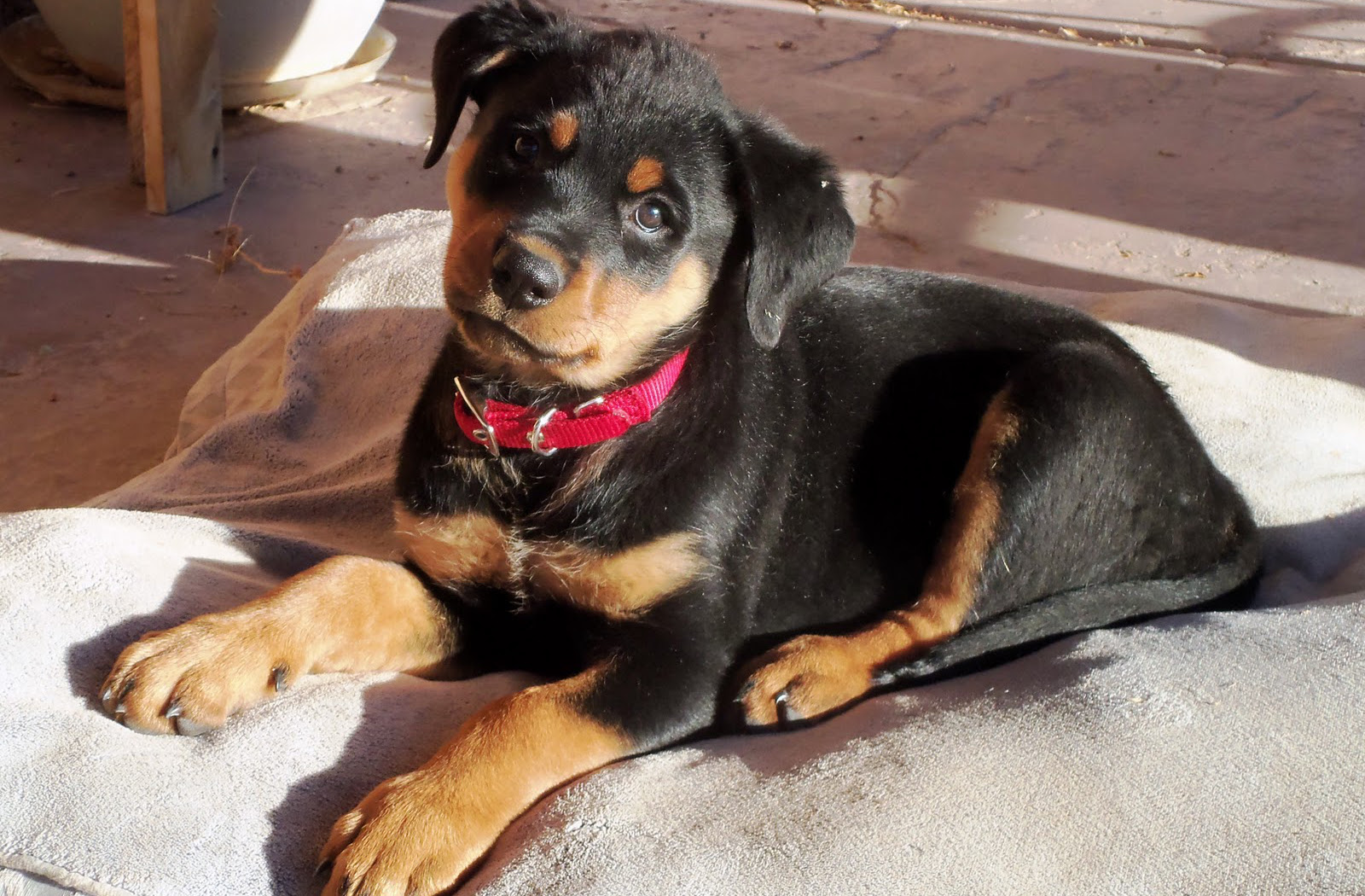 Puppy Dog Name Hd Dog Cute Rottweiler Puppy Names Hd - Dog Images Hd With Name - HD Wallpaper 
