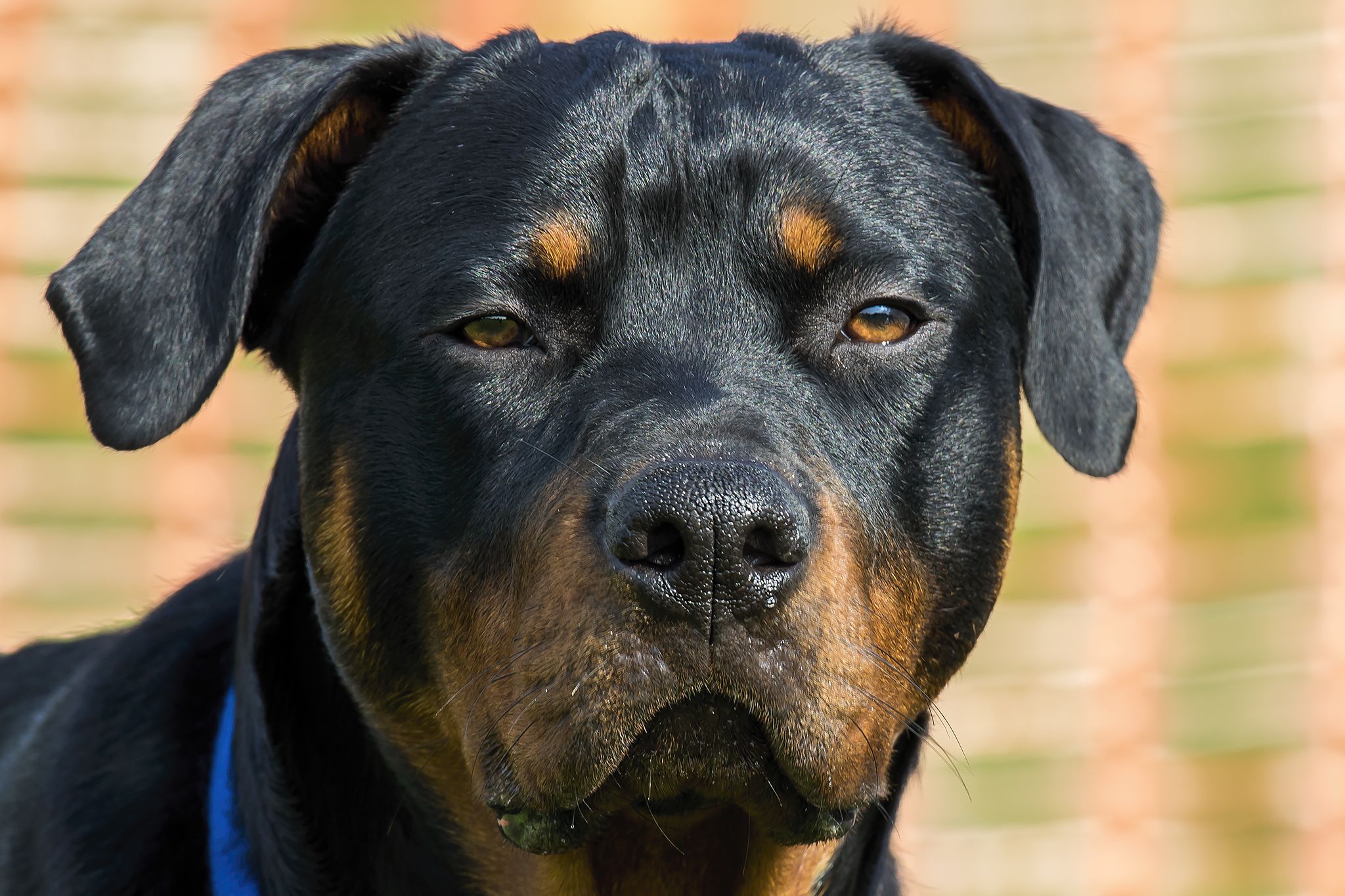 Rottweiler Wallpapers Hd Download - Rottweiler - HD Wallpaper 