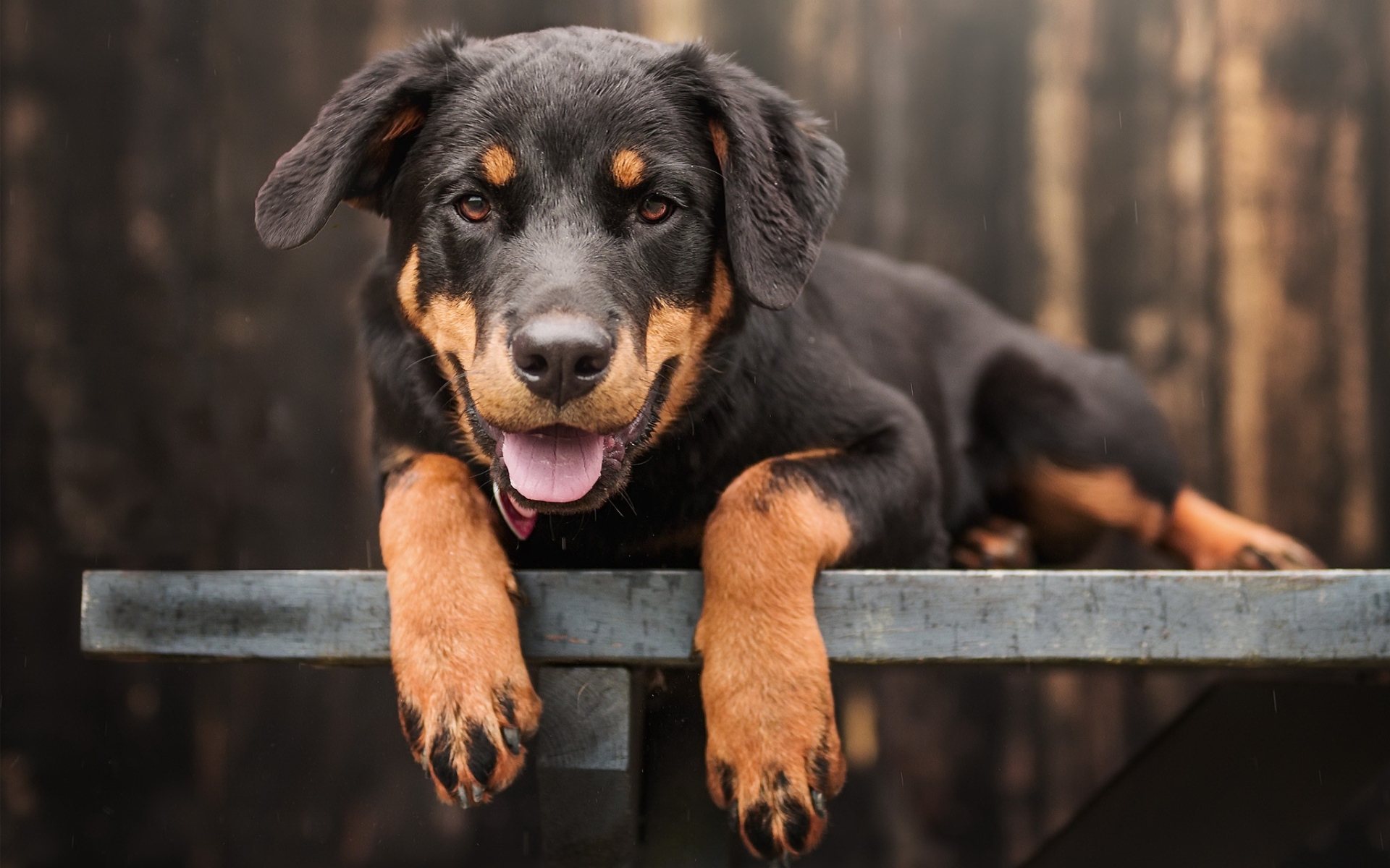 Rottweiler, Bench, Puppy, Pets, Small Rottweiler, Dogs, - Baby Rottweiler Images Hd - HD Wallpaper 