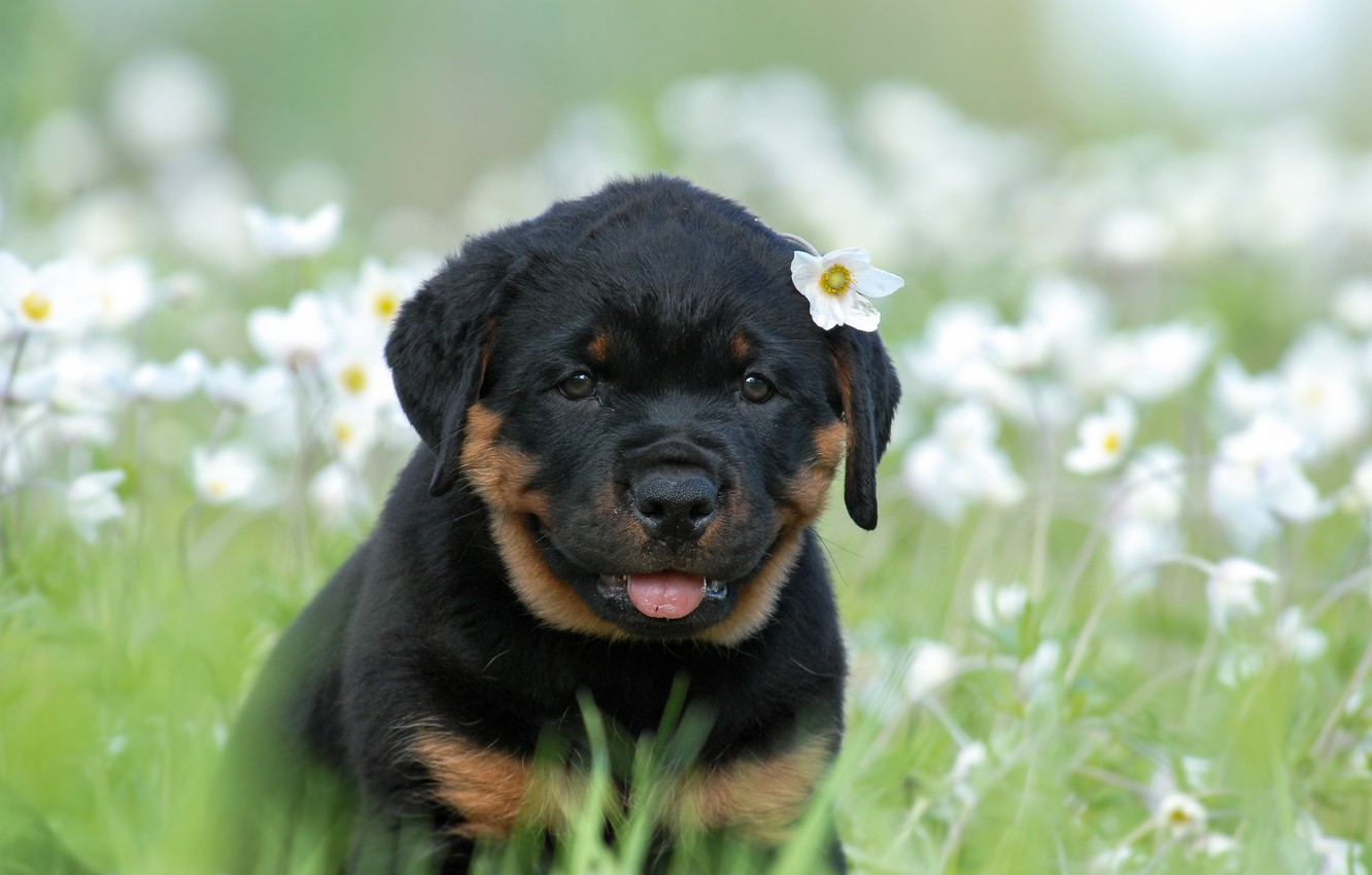 Photo Wallpaper Animals, Dog, Rottweiler - Imágenes Para Fondo De Pantalla De Rottweiler - HD Wallpaper 