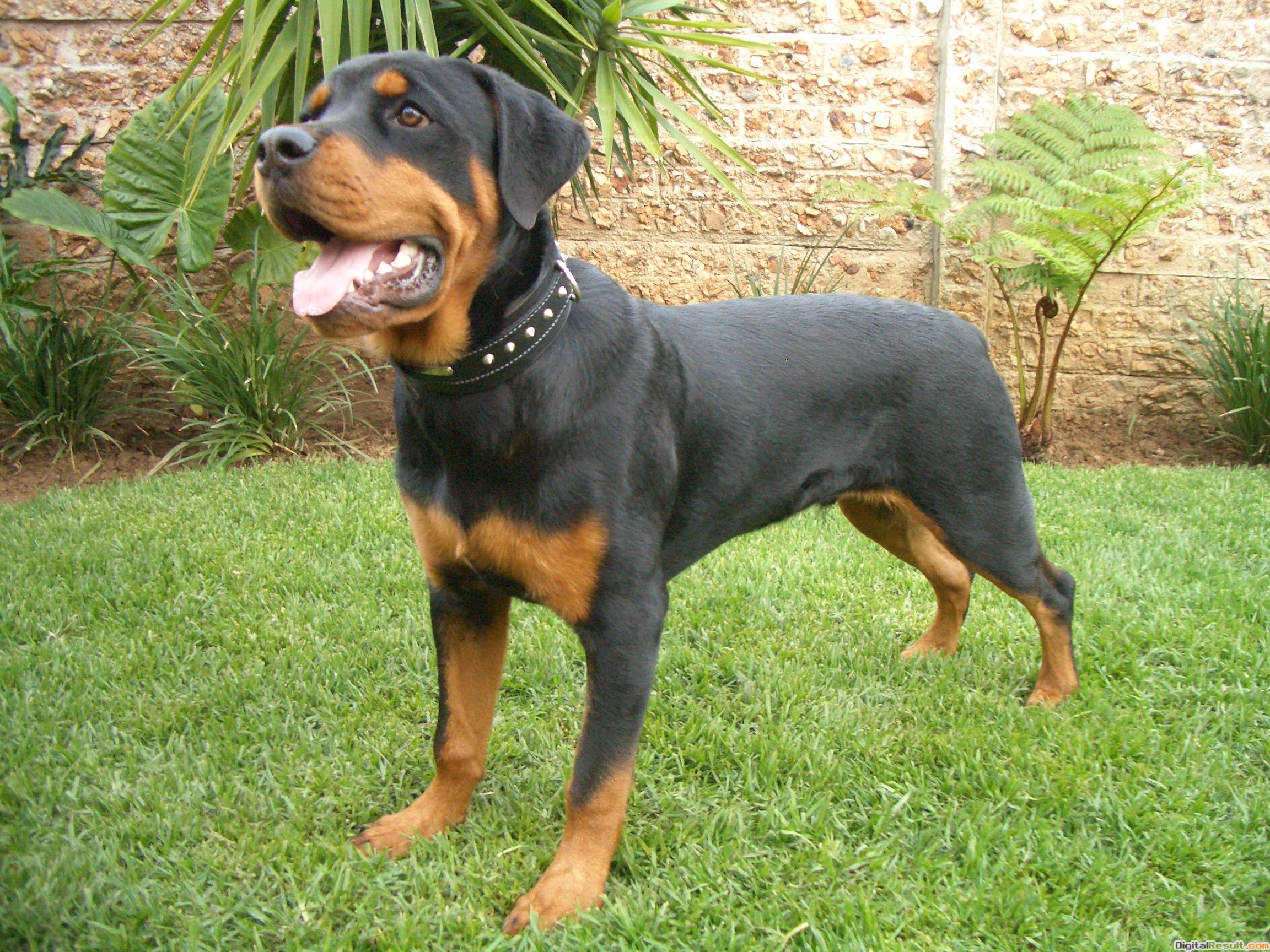 Rottweiler Dog Fresh Images High Resolution Rottweiler - Rottweiler Dog - HD Wallpaper 