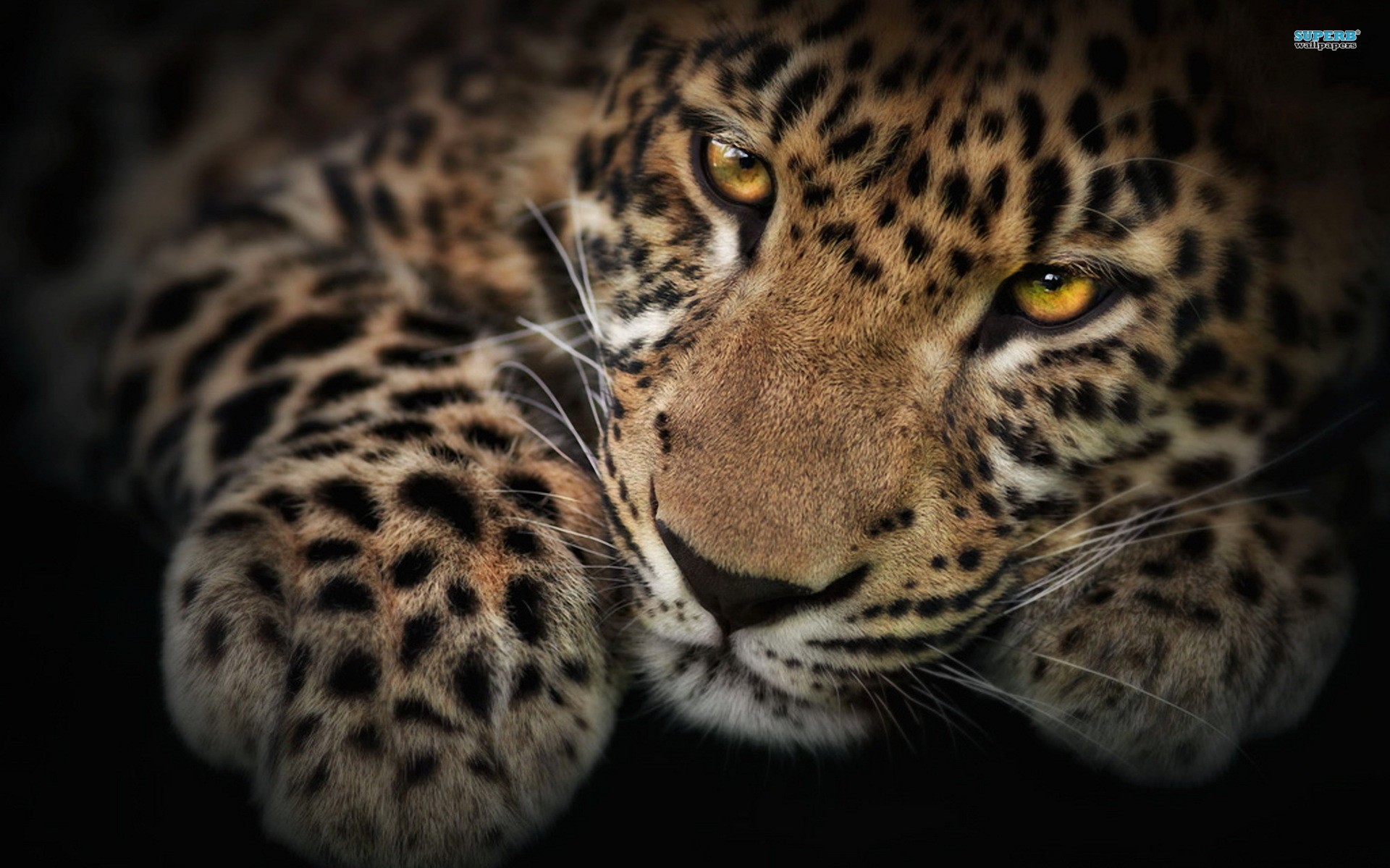 Jaguars Animals With Blue Eyes - 1920x1200 Wallpaper 