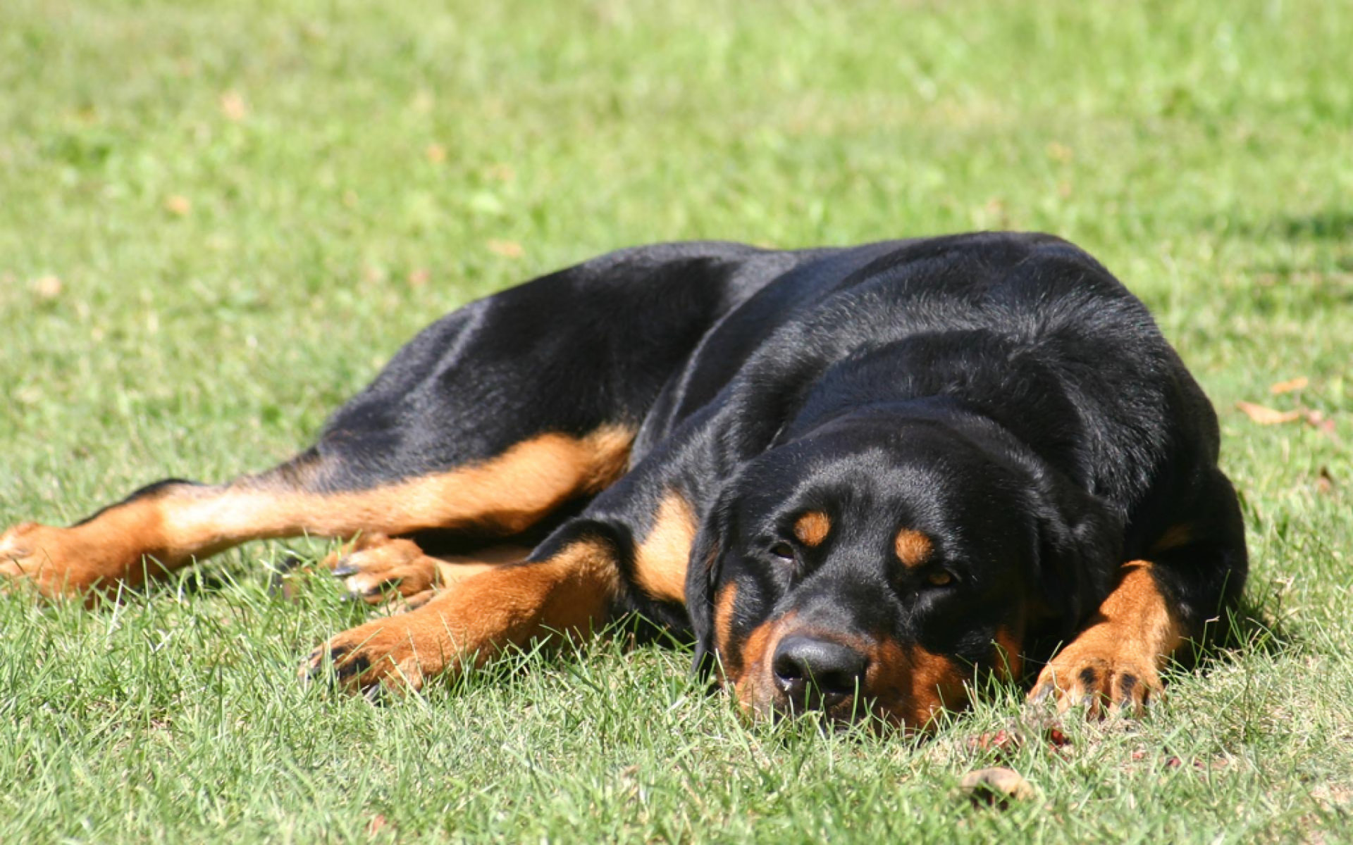Free Rottweiler High Quality Background Id - Wallpaper - HD Wallpaper 